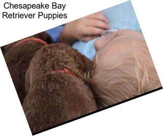 Chesapeake Bay Retriever Puppies