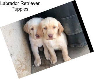 Labrador Retriever Puppies