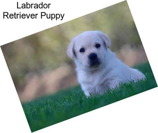 Labrador Retriever Puppy