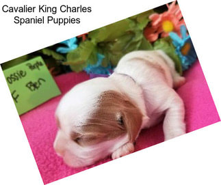 Cavalier King Charles Spaniel Puppies