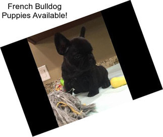 French Bulldog Puppies Available!
