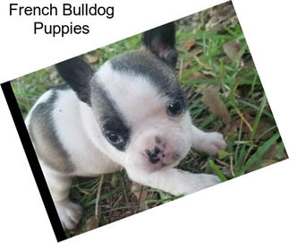 French Bulldog Puppies