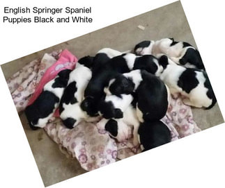 English Springer Spaniel Puppies Black and White