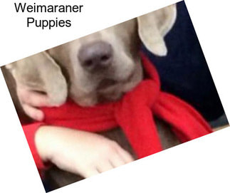 Weimaraner Puppies