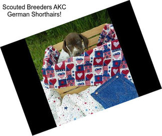 Scouted Breeders AKC German Shorthairs!