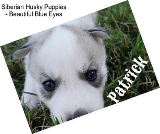 Siberian Husky Puppies - Beautiful Blue Eyes