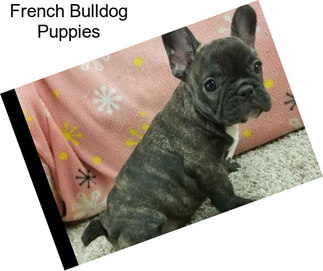 French Bulldog Puppies