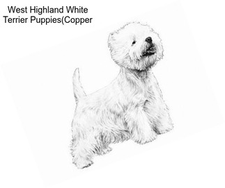 West Highland White Terrier Puppies(Copper