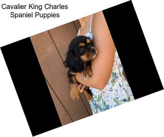 Cavalier King Charles Spaniel Puppies