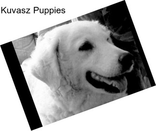 Kuvasz Puppies