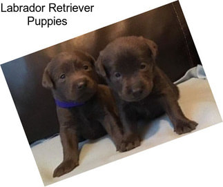 Labrador Retriever Puppies