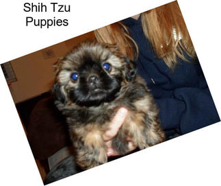 Shih Tzu Puppies