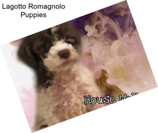 Lagotto Romagnolo Puppies