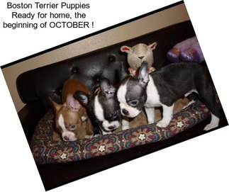 Boston Terrier Puppies Ready for home, the beginning of OCTOBER !