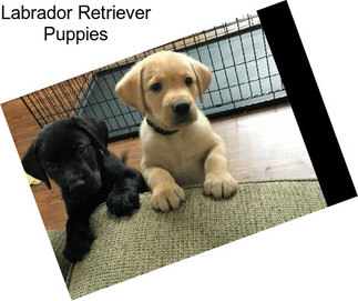 Labrador Retriever Puppies