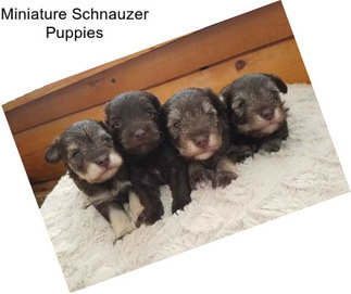 Miniature Schnauzer Puppies