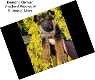 Beautiful German Shepherd Puppies of Champion Lines