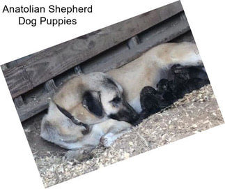 Anatolian Shepherd Dog Puppies
