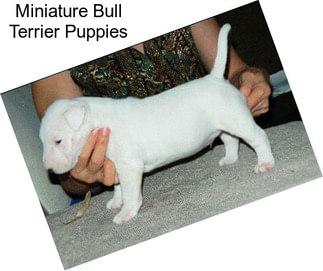 Miniature Bull Terrier Puppies