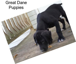 Great Dane Puppies