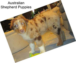 Australian Shepherd Puppies