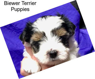 Biewer Terrier Puppies