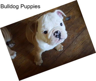 Bulldog Puppies