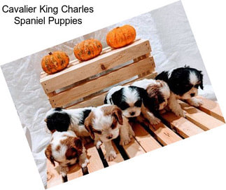 Cavalier King Charles Spaniel Puppies