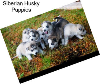 Siberian Husky Puppies