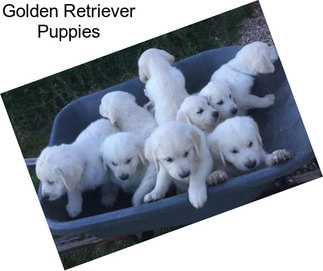 Golden Retriever Puppies