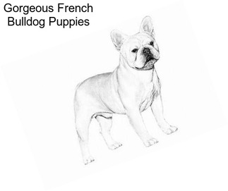 Gorgeous French Bulldog Puppies