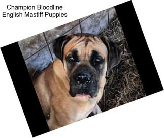 Champion Bloodline English Mastiff Puppies