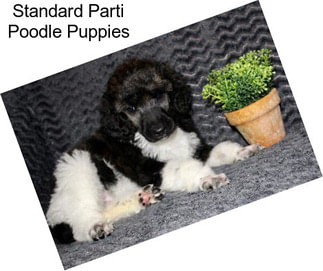 Standard Parti Poodle Puppies