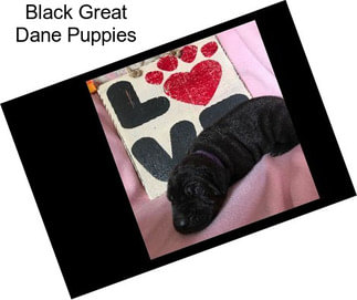 Black Great Dane Puppies