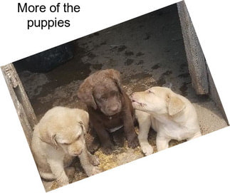 More of the puppies