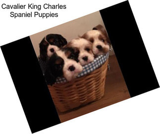 Cavalier King Charles Spaniel Puppies