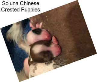 Soluna Chinese Crested Puppies