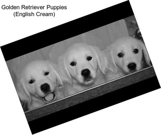 Golden Retriever Puppies (English Cream)