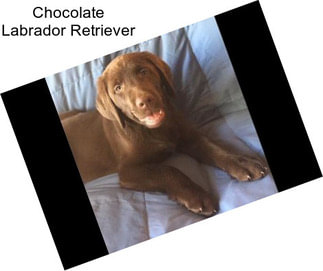 Chocolate Labrador Retriever