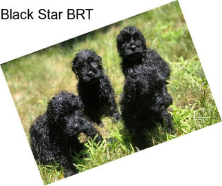 Black Star BRT