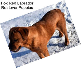 Fox Red Labrador Retriever Puppies