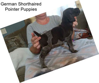 German Shorthaired Pointer Puppies