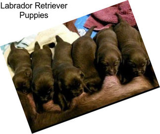 Labrador Retriever Puppies