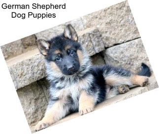 German Shepherd Dog Puppies