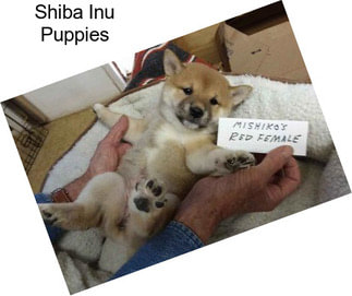 Shiba Inu Dogs For Sale In California Agriseekcom