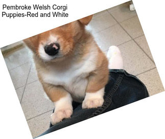 Pembroke Welsh Corgi Puppies-Red and White