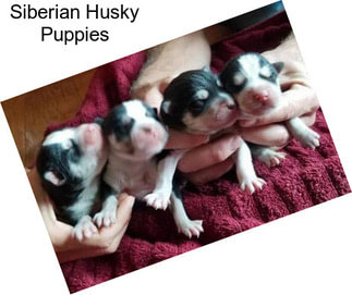 Siberian Husky Puppies