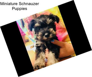 Miniature Schnauzer Puppies