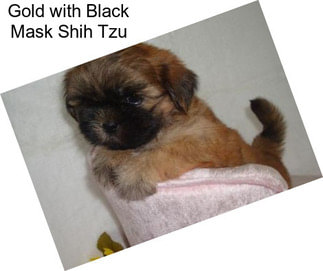 Gold with Black Mask Shih Tzu