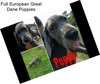 Full European Great Dane Puppies